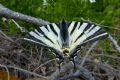 Iphiclides podalirius